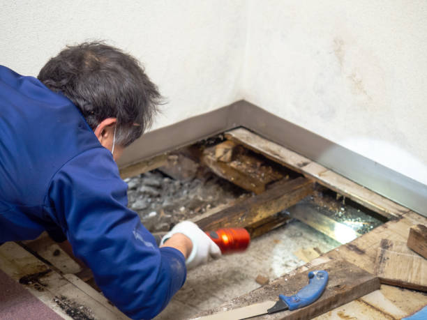 Mold Removal and Inspection in English, IN