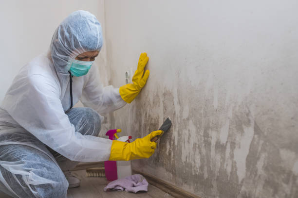 Professional Mold Removal in English, IN