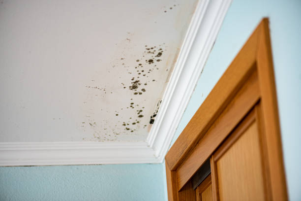 Best Same-Day Mold Removal  in English, IN