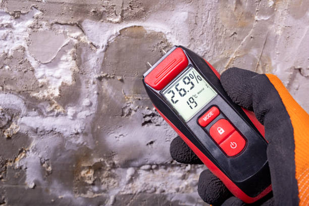 Best Fast Mold Removal  in English, IN
