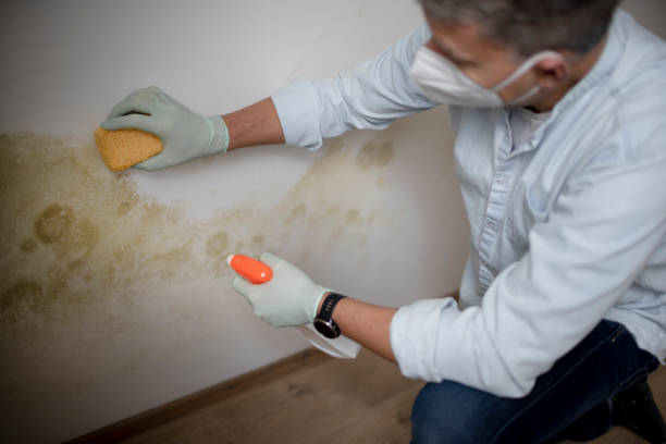 Crawl Space Mold Removal in English, IN