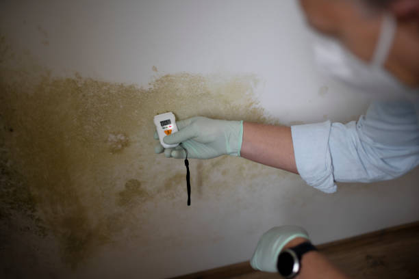 Best Attic Mold Removal  in English, IN
