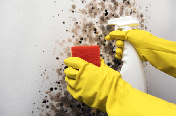 Best Local Mold Removal Service  in English, IN