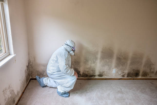 Best Mold Cleaning Services  in English, IN