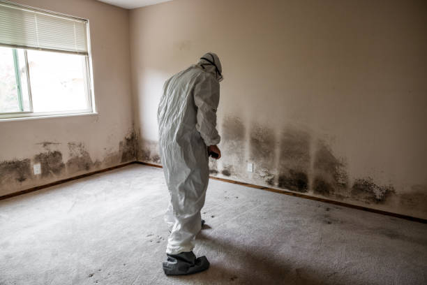 Best Crawl Space Mold Removal  in English, IN