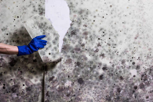 Best Commercial Mold Removal  in English, IN