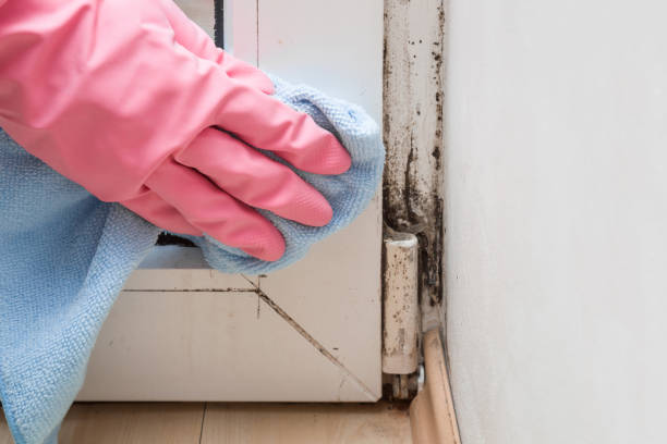 Best Residential Mold Removal  in English, IN